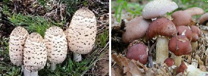 How to grow mushrooms outdoors?
