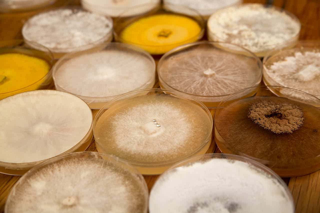 Mycelia Mycelium for professionals