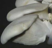 M2670 Pleurotus nebrodensis