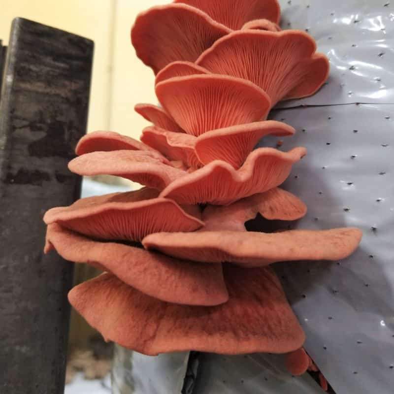 M2708 Pleurotus djamor | Mycelia