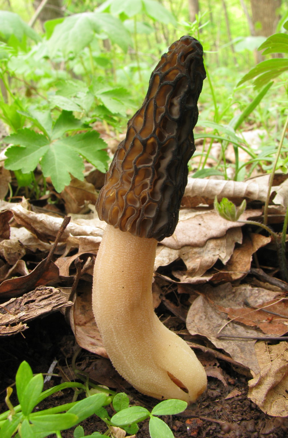 Morchella_elata_-Dan-Molter-1009x1536.jpg