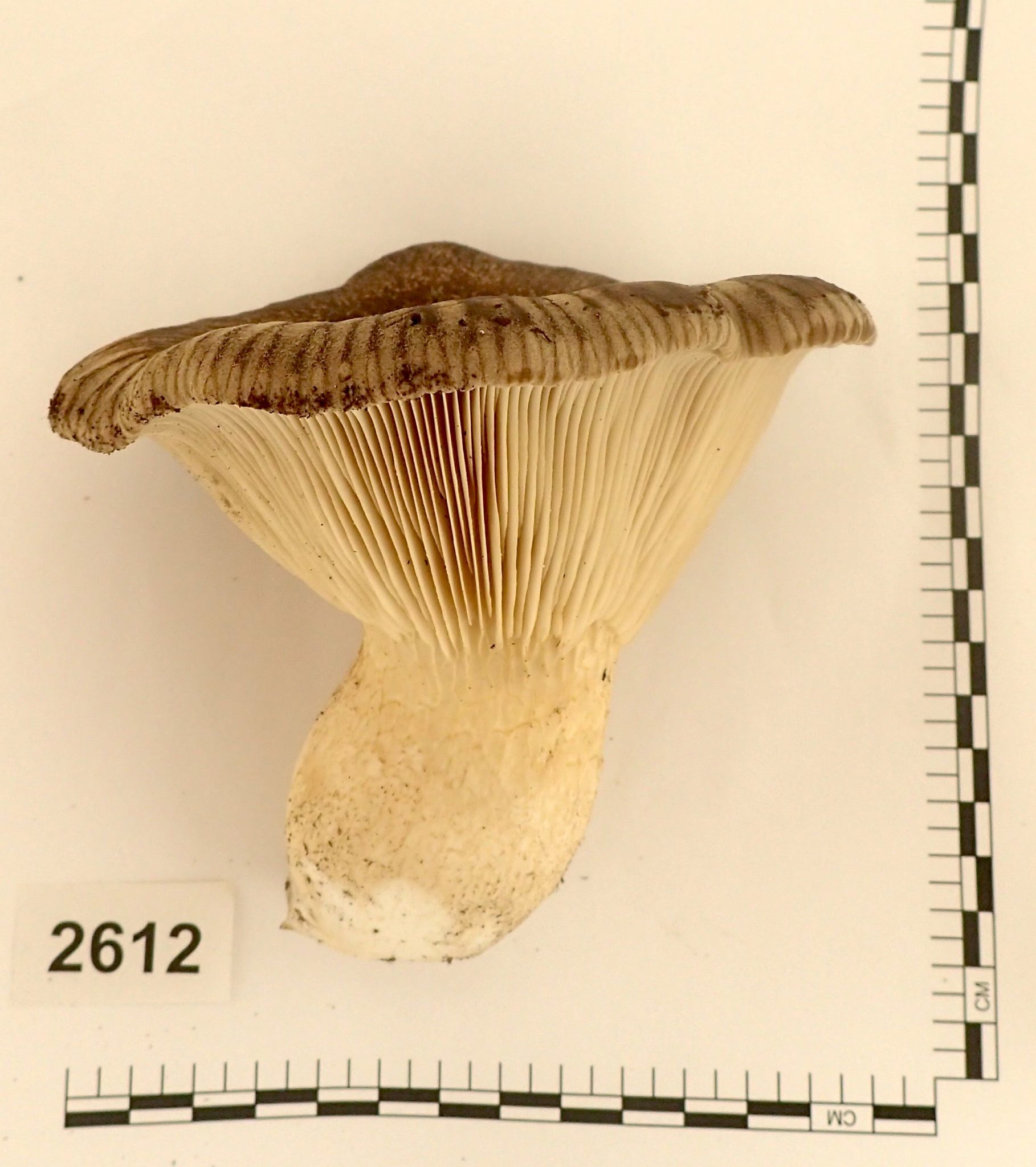 M2612 Pleurotus eryngii Mycelia