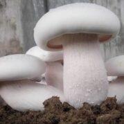 Milky Mushroom Calocybe indica