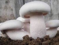 Milky Mushroom Calocybe indica