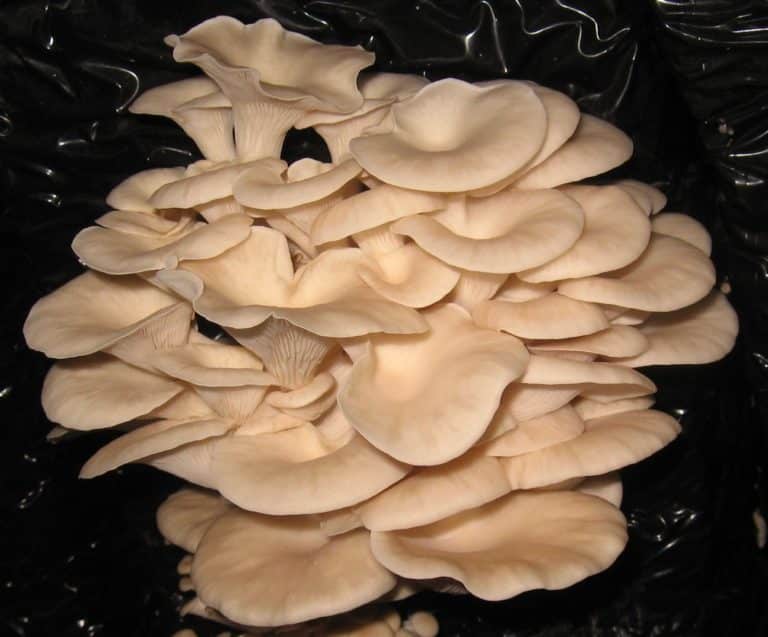 M2126 Pleurotus ostreatus var. florida | Mycelia