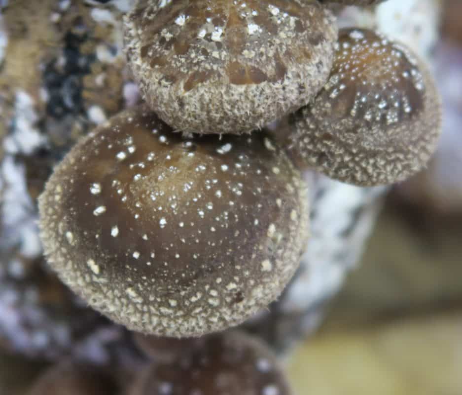 M3795 Lentinula edodes | Mycelia