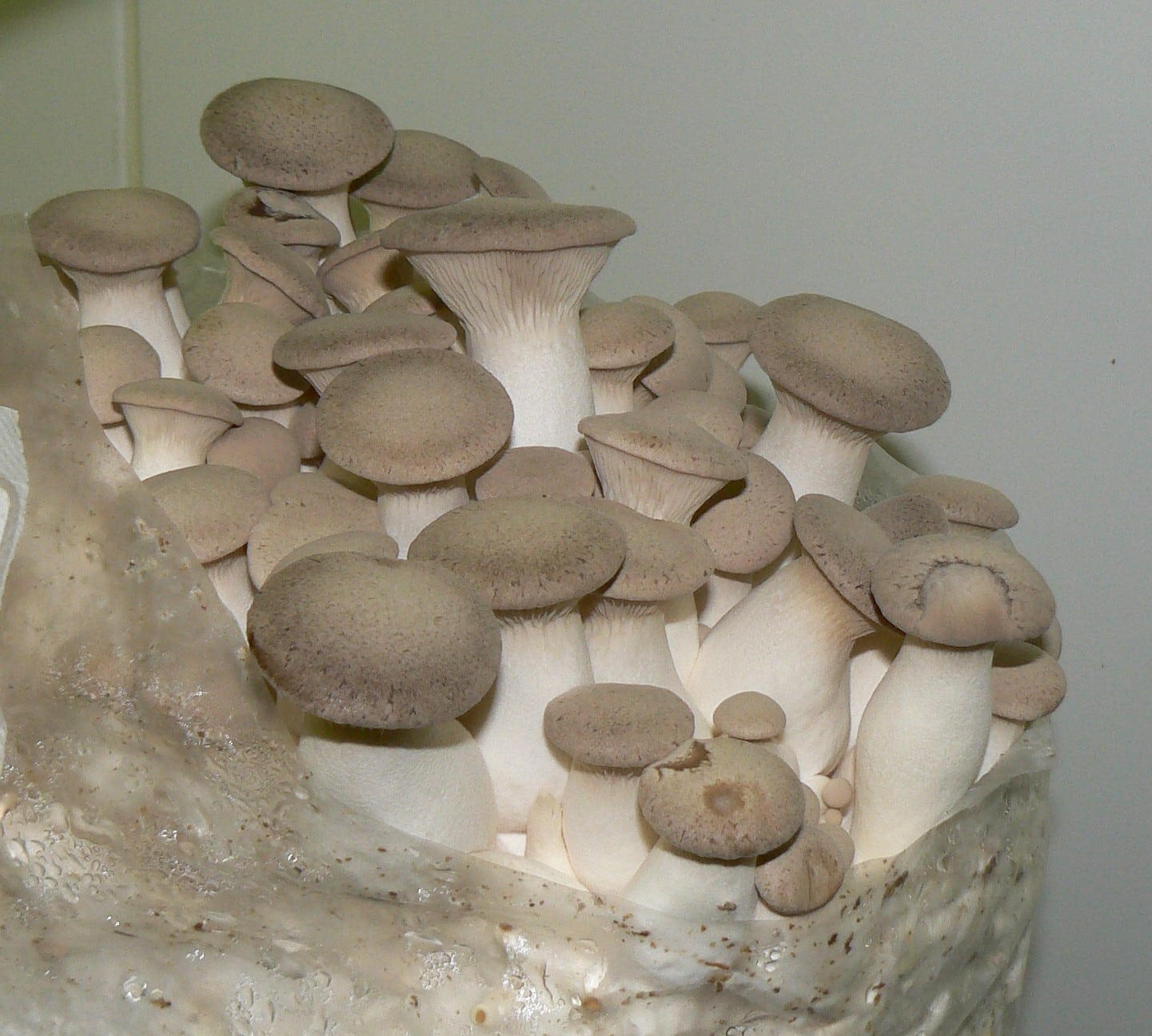 M2603 Pleurotus eryngii Mycelia