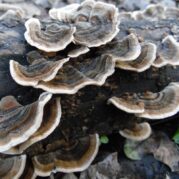 Entoloma clypeatum dry grain mycelium spawn 10g or 30g 
