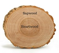 Sapwood-Heartwood