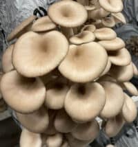 2187_purati_pleurotus_ostreatus_Mycelia