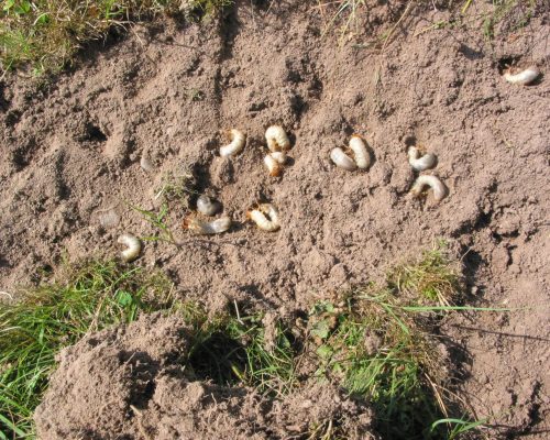 Grubs eating grass roots - 2