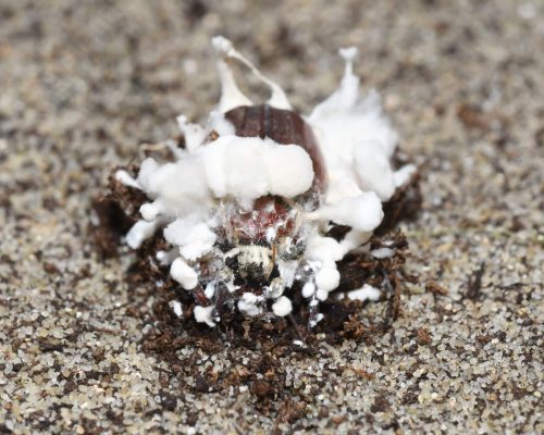 Melolontha melolontha (Cockchafer, Doodlebug) infected with Beauveria brognartii - 2