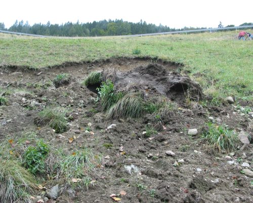 Damaged grass on roadside - 1